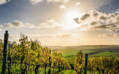 Discovering the Heart of South African Wine and Beyond